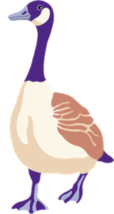 Purple Canada goose